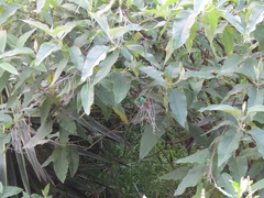 Saucerottia beryllina