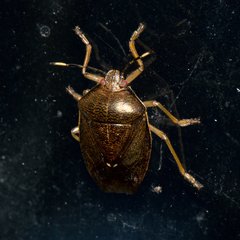 Phavorinus afflictus