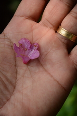 Rhododendron smokianum