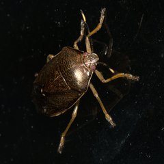 Phavorinus afflictus