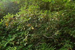 Rhododendron smokianum