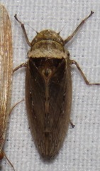 Sordana sordida