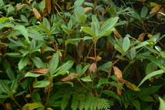Rhododendron smokianum