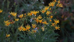 Jacobaea grandidentata