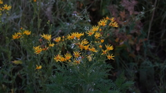 Jacobaea grandidentata