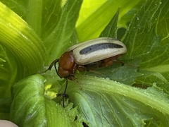 Zygogramma suturalis