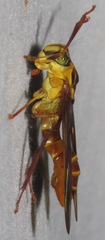Lissoscarta