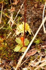 Micranthes foliolosa