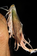 Pterodictya reticularis