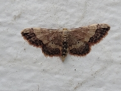 Idaea efflorata