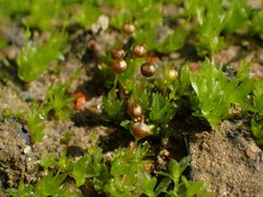 Physcomitrium sphaericum
