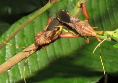 Spathophora biclavata