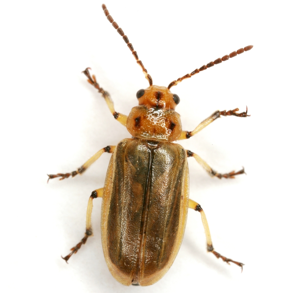 Tamarisk Beetles