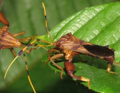 Spathophora biclavata
