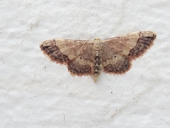 Idaea efflorata