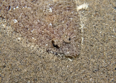 Arnoglossus laterna