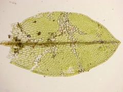 Physcomitrium sphaericum