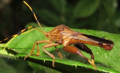 Spathophora biclavata
