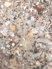 Elamena cristatipes