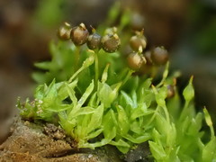 Physcomitrium sphaericum
