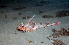 Chelidonichthys obscurus