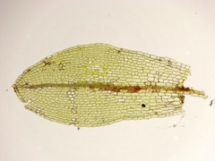 Physcomitrium sphaericum