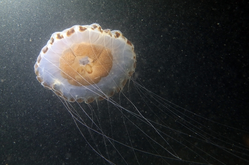Compass Jelly, photo 6 of 7