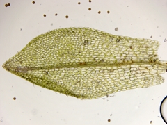 Physcomitrium sphaericum