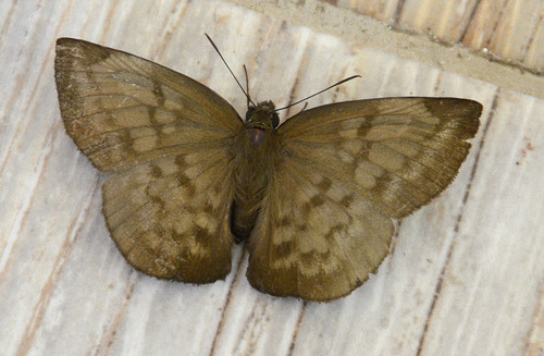 Pale Sicklewing