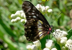 Catasticta nimbice
