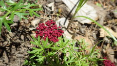 Pseudocymopterus