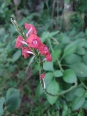 Stachytarpheta mutabilis