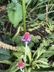 Primula vialii