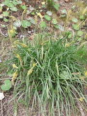 Plantago maritima serpentina