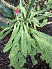 Primula vialii