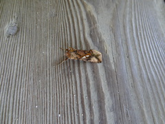 Autographa bimaculata