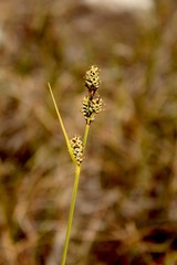 Carex buxbaumii