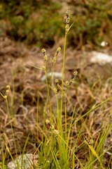 Carex buxbaumii
