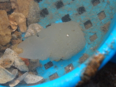 Ochetostoma erythrogrammon