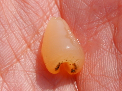 Ochetostoma erythrogrammon