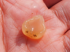 Ochetostoma erythrogrammon
