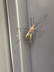 Zelus longipes