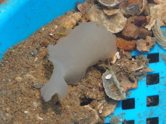 Ochetostoma erythrogrammon
