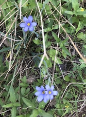 Sisyrinchium montanum