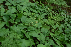 Rugelia nudicaulis