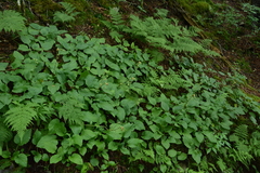 Rugelia nudicaulis