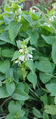 Lamium album