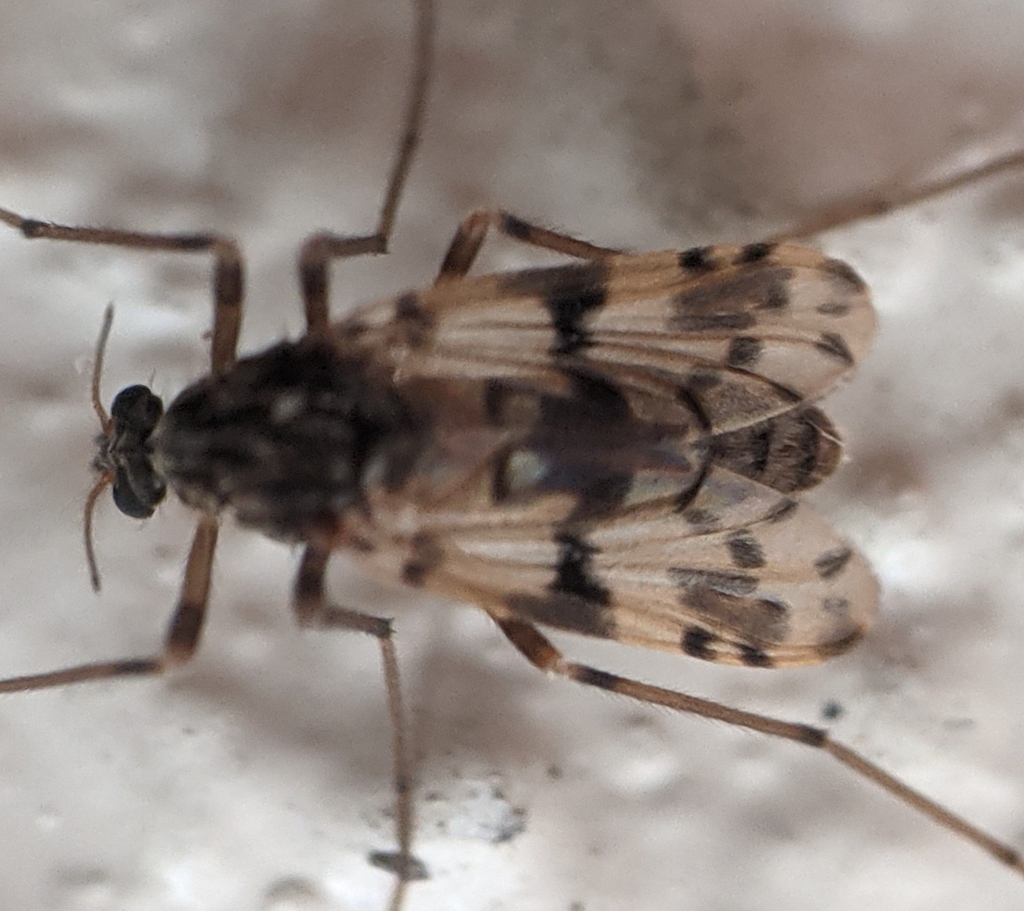 Alotanypus venustus