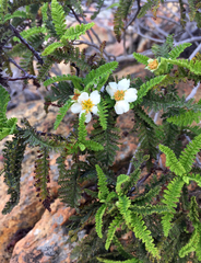 Chamaebatia australis