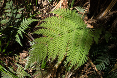 Leptopteris hymenophylloides